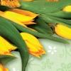 Wielkanocny bukiet kwiatów BW 28